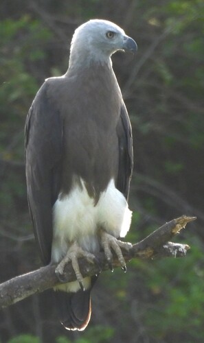 Gray-headed Fish-Eagle
