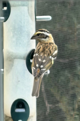 Black-headed Grosbeak