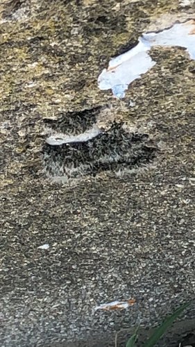 Grey-cushioned Grimmia