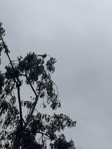 Northern Mockingbird