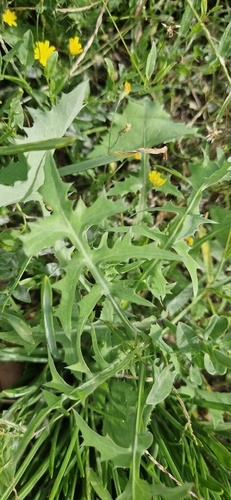 laiteron potager