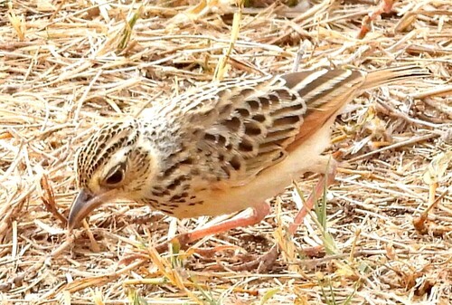 Jerdon's Bushlark