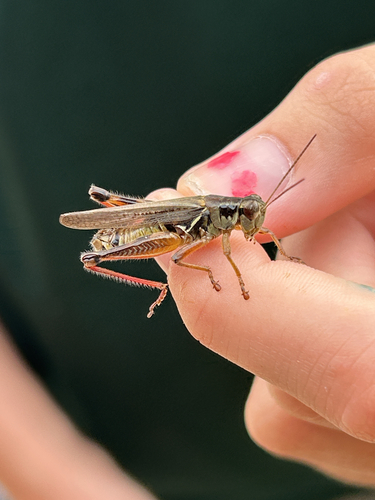 Red-legged Grasshopper