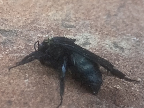 Western Carpenter Bee