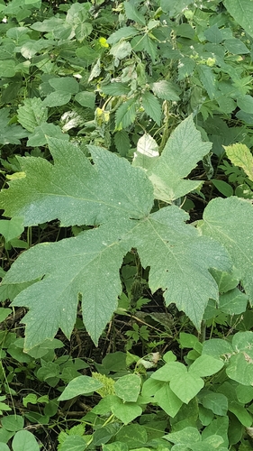 common cowparsnip