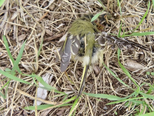 Ruby-crowned Kinglet