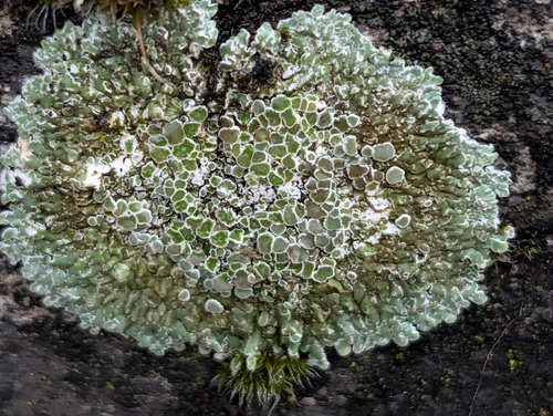 Stonewall Rim Lichen