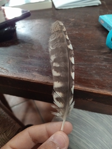Plume de Petit-duc scops