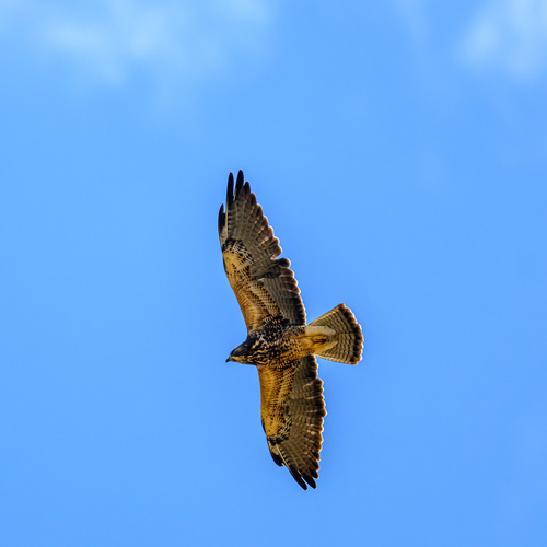 Swainson's Hawk