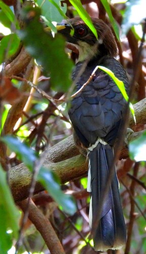 Sri Lanka Grey Hornbill