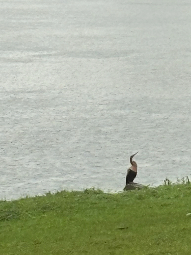 Anhinga