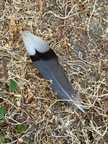 Mourning Dove