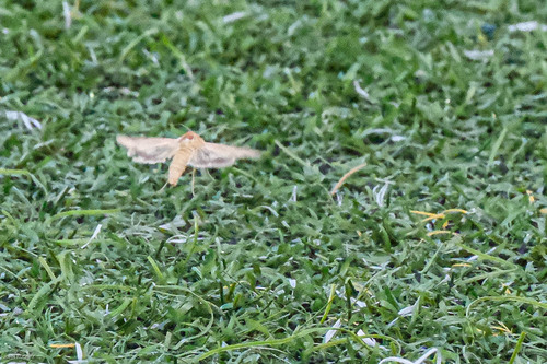 Corn Earworm Moth