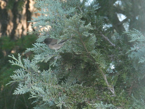 Dark-eyed Junco