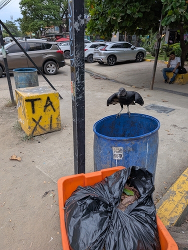 Black Vulture