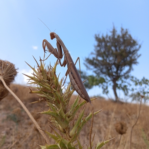 European Mantis