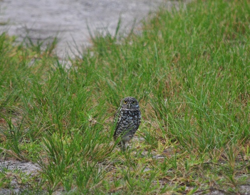 Burrowing Owl