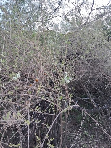 Whitebrush