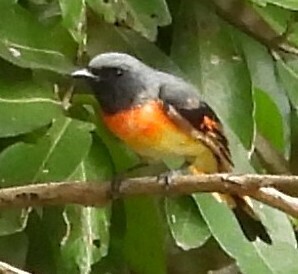 Small Minivet
