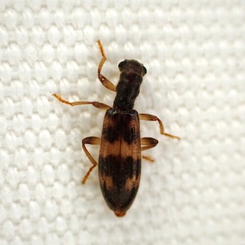 Cymatodera