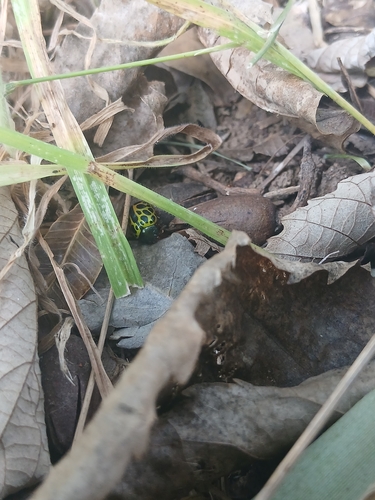Escarabajo leopardo