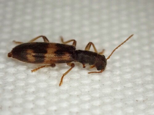 Cymatodera