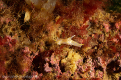 Polycera marplatensis