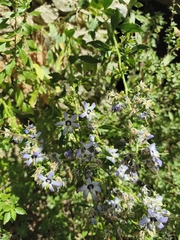 Campanula versicolor, photograph (c) Pantazi Katerina, some rights reserved (CC BY)