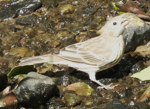 House Finch