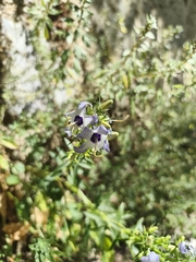 Campanula versicolor, photograph (c) Pantazi Katerina, some rights reserved (CC BY)