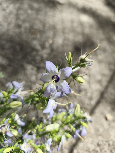 Campanula versicolor, photograph 5