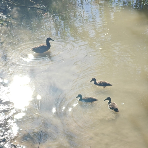 iNaturalist image