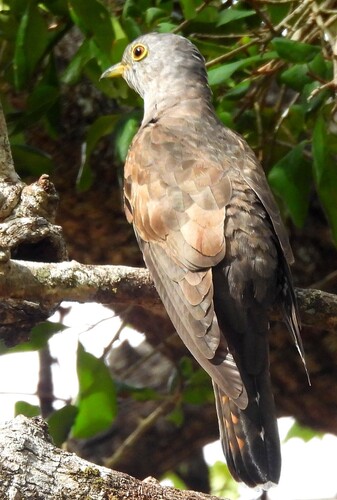Indian Cuckoo
