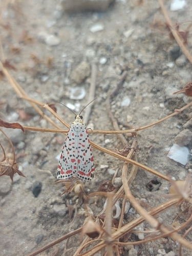 Crimson-speckled Flunkey