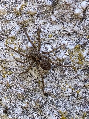 Pardosa lugubris