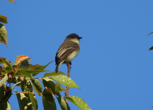 Eastern Phoebe