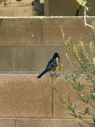 Spotted Towhee