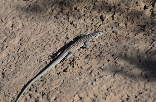 Aspidoscelis exsanguis