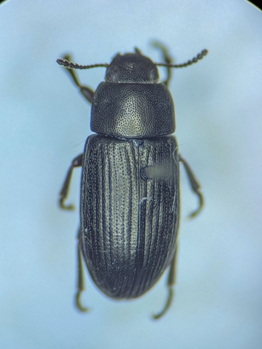 Lodinus punctulatus