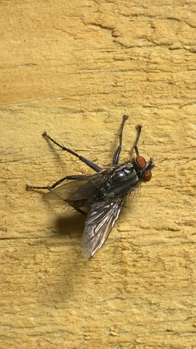 Common House Fly