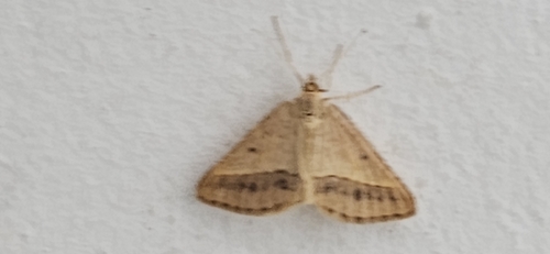 Isturgia arenacearia