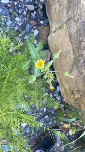 prickly sowthistle