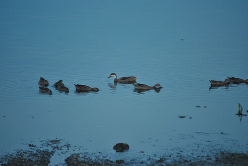 iNaturalist image