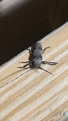 Eastern Twig Girdler