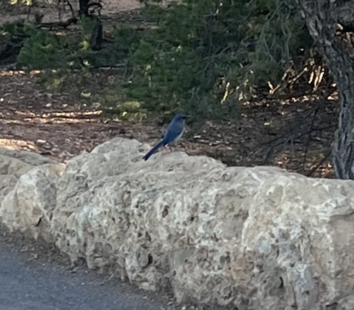 Woodhouse's Scrub-Jay