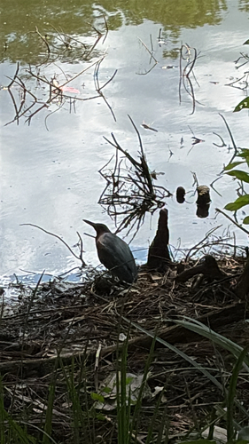 Green Heron