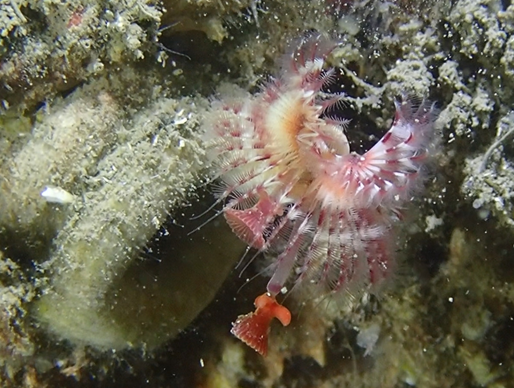 Yoke-bearer Calcareous Tubeworm