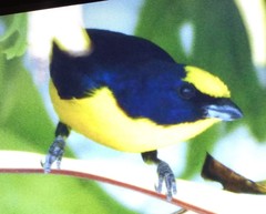 Euphonia laniirostris