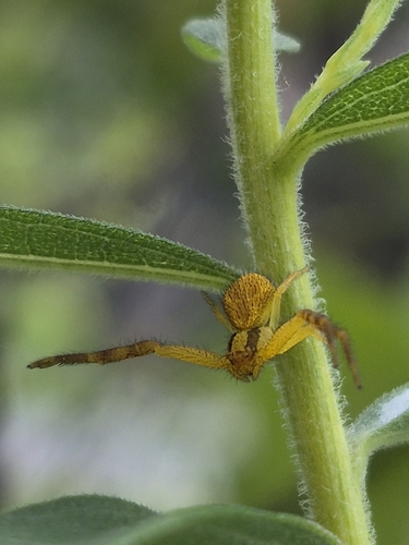 Northern Crab Spider