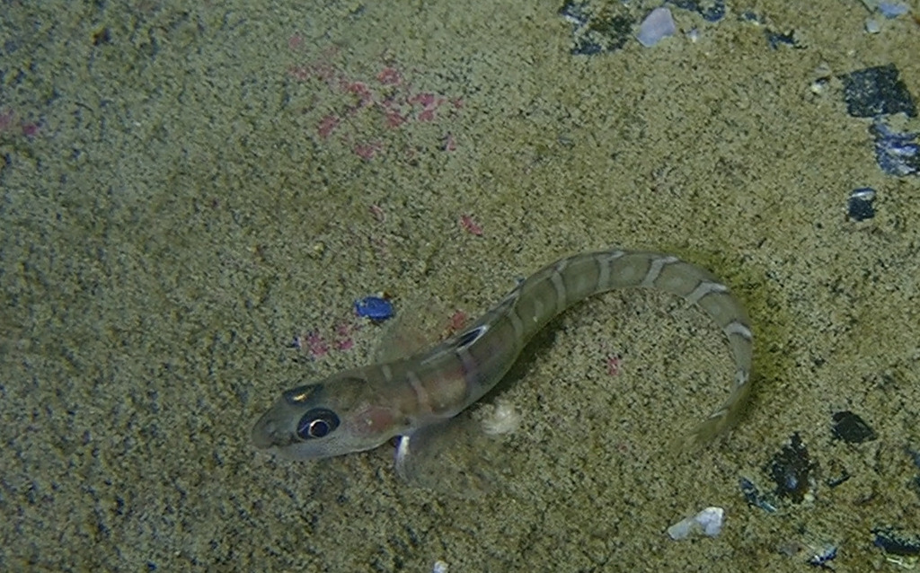 wattled eelpout